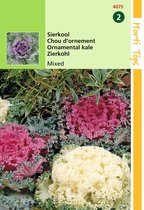 2 stuks - Hortitops - Brassica Oleracea Sierkool Gemengd