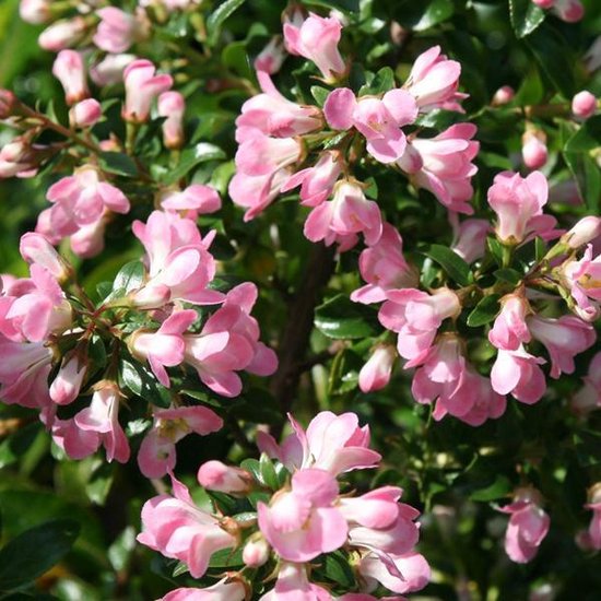 Escallonia Apple Blossom Escallonia 40 50cm In Pot Bol Com