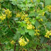 Ribes Odoratum - Gele ribes 50-60 cm pot