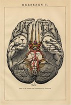 Hersenen II, mooie vergrote reproductie van een oude anatomische plaat uit ca 1910