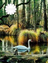 Peaceful Swan