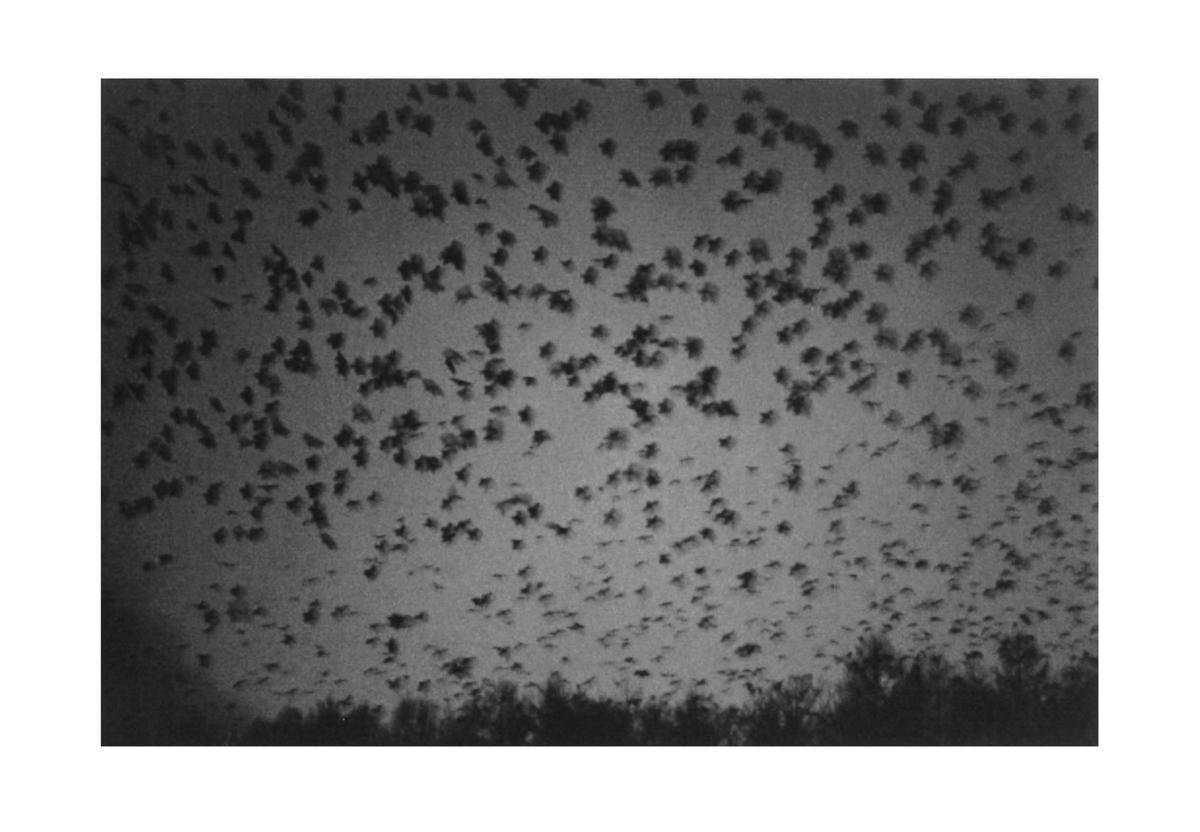 Ravens, Masahisa Fukase | 9781910164839 | Livres | bol