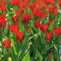 Tulpenbol Tubergen - 2x30 stuks