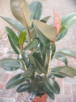 Gardenmarketplace Kamerplanten Ficus elastica, Rubberboom