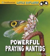 Powerful Praying Mantids