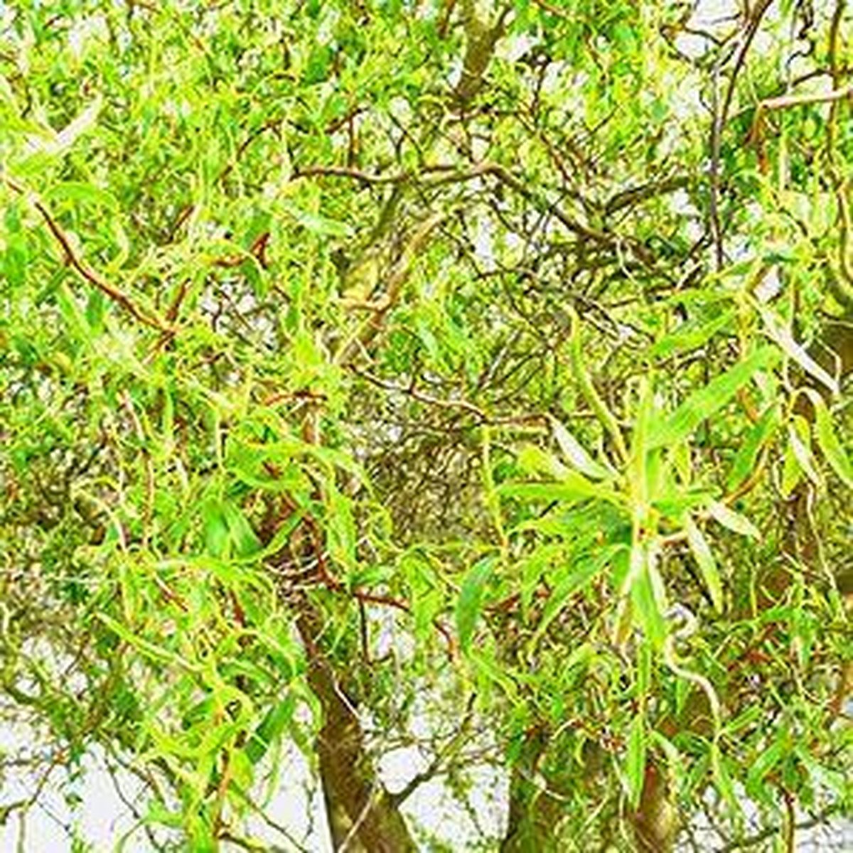 Zeehaven Meevoelen morgen Salix Babylonica 'Tortuosa' - Krulwilg - Stamomtrek 8-10 cm Blote Wortel |  bol.com