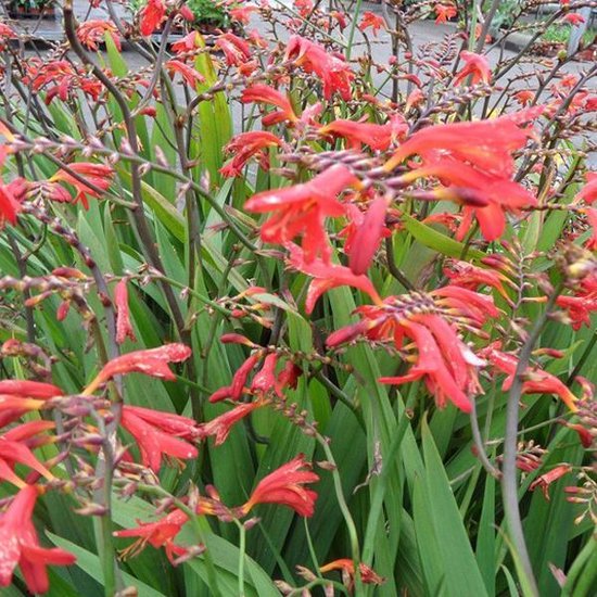 6 x Crocosmia 'Emberglow' - Montbretia pot 9x9cm