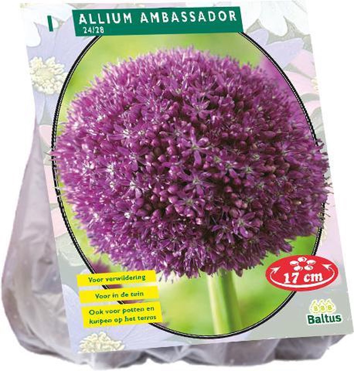Allium (Sierui) bloembollen - Ambassador, Purple - 2 x 1 stuks