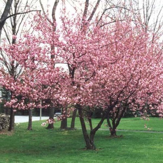 Prunus Serrulata Kanzan Cerisier En Fleurs Circonf rence Du Tronc 8 