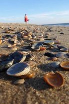 Shells on the Beach Summer Vacation Journal