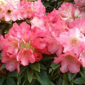 Rhododendron 'Surrey Heath' - Rhododendron 25-30 cm pot