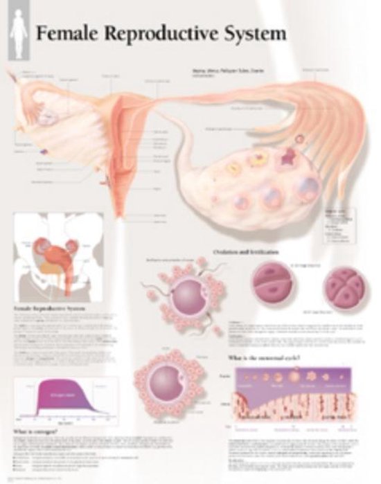 Foto: Female reproductive system laminated poster