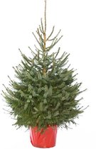 Zilverspar in pot houd lang zijn naalden vast en herplant deze Picea Omorika 100/125cm na de kerst.