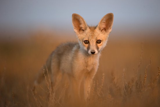 Een jonge vos met grote oren staat in droog gras en kijkt naar de camera.