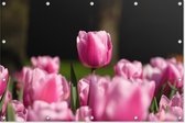 Roze Tulpen | Holland |Keukenhof | Close-up | Natuur | Tuindoek | Tuindecoratie | 90CM x 60CM | Tuinposter