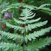 6 x Thelypteris Palustris - Moerasvaren in Potten - Natte Grond Varen