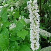 Itea Virginica - Bloemwilg;Schijnels 30-40 cm pot