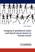 Imaging of peripheral vision and dorsal visual stream in human cortex