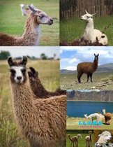Llama Sketch Book
