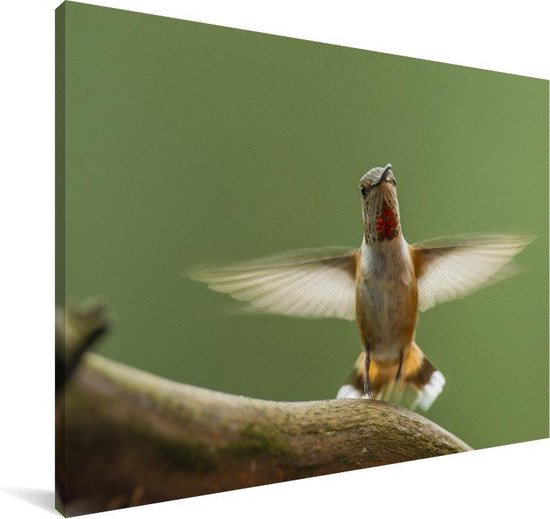 Un colibri calliope sur une branche Toile 140x90 cm - Tirage photo sur toile (Décoration murale salon / chambre)