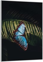 Acrylglas –Vlinder op Blad – 60x90cm  (Wanddecoratie op Acrylglas)