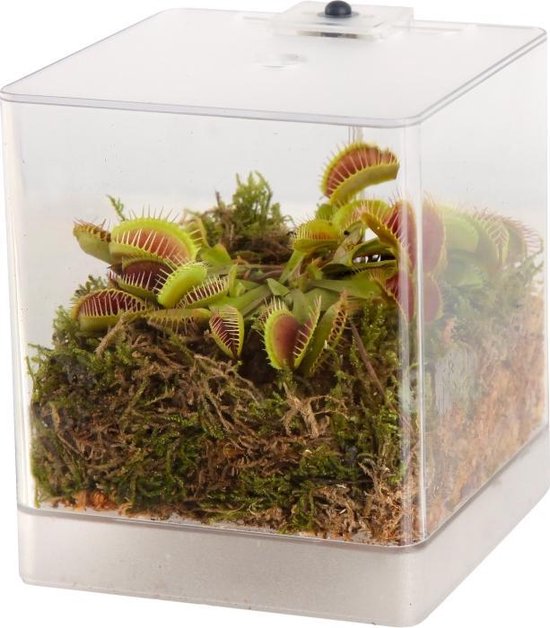 Andere plaatsen Maak het zwaar Minder Swampworld Mini Terrarium - Vleesetende plant - Venus vliegenval - met LED  lamp +... | bol.com