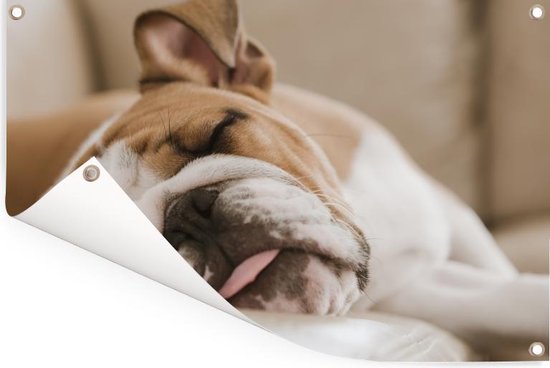 Bulldog anglais dort sur le canapé Affiche de jardin 60x40 cm - petit - Toile de jardin / Toile d'extérieur / Peintures pour l'extérieur (décoration de jardin)
