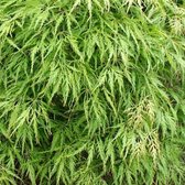 Acer Palmatum 'Dissectum' - Japanse esdoorn van 40-50 cm in Pot - Prachtige Bladverliezende Sierboom