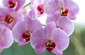 Opgiet Orchidee
