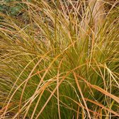 6 x Carex Testacea - Zegge pot 9x9cm - Levendig Siergras met Veranderende Kleuren