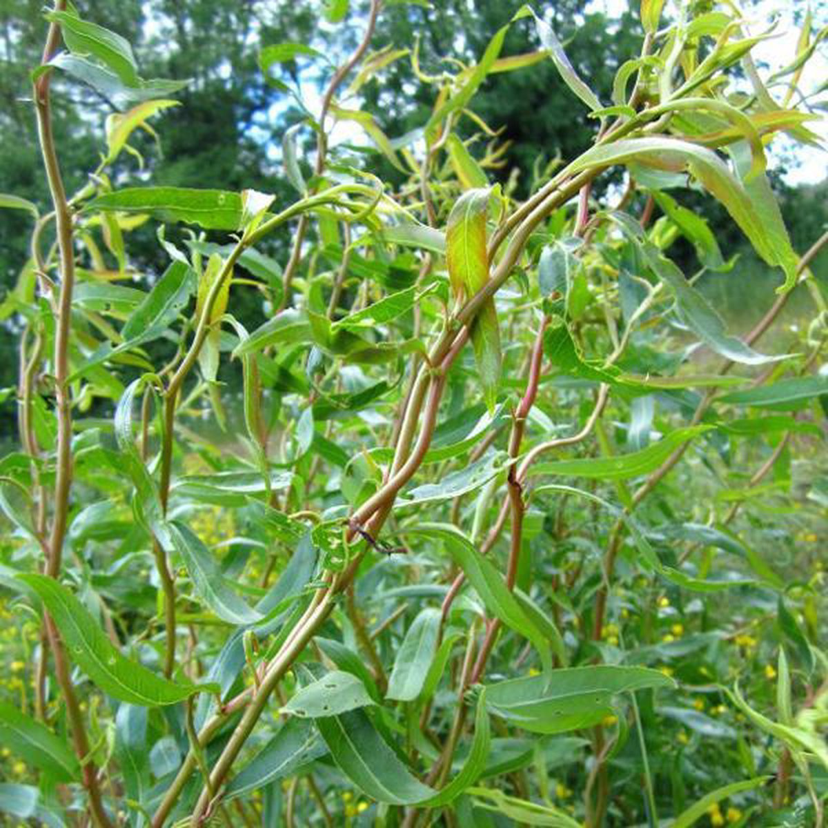 Salix 'Erythroflexuosa' - Kronkelwilg;Krulwilg 50-60 cm pot | bol.com