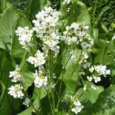 6 x Armoracia Rusticana - Mierikswortel pot 9cm x 9cm, pittig en robuust