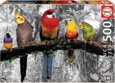Educa puzzel - Birds on the Jungle - 500 stukjes