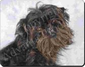 AFFENPINSCHER Muismat