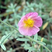 6 x Helianthemum 'Rhodante Carneum' - Zonneroosje Pot 9x9 cm - Roze Bloemen