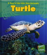 Sea Turtle