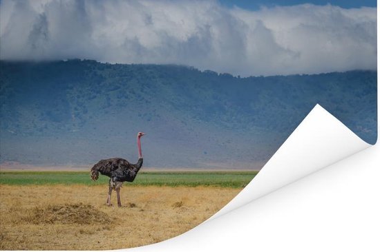 Autruche au milieu de la savanne du cratère du Ngorongoro en Tanzanie Poster 90x60 cm - Tirage photo sur Poster (décoration murale salon / chambre)