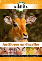 Wildlife - Antilopes En Gazelles