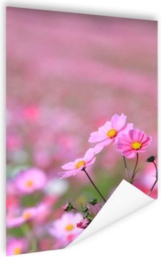 Affiche Fleur Cosmos 75x150 cm - Tirage photo sur Poster (décoration murale salon / chambre) / Poster Fleurs
