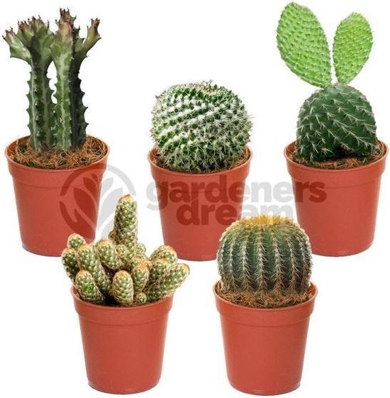 Perth Gevestigde theorie geweten Mini Cactus Mix - 5 Stuks + Terracotta Potjes | bol.com