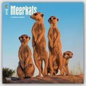 Stokstaartjes - Meerkats Kalender 2018