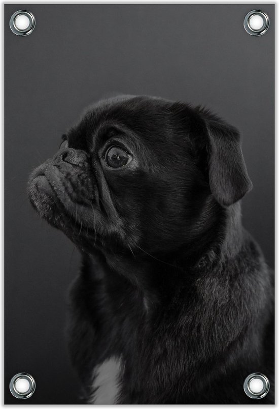 Tuinposter –Wegkijkende Pug – 40x60cm Foto op Tuinposter (wanddecoratie voor buiten en binnen)