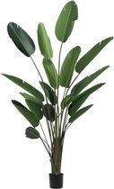 J-Line kunstplant strelitzia l 245 x 110 x 100