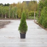 Coniferen ‘smaragd’ - ‘Thuja occidentalis ‘Smaragd' per twee meter (5 stuks) 100 - 120 cm totaalhoogte