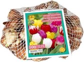 100 Tulpenbollen triumph