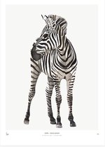 My Deer Art Shop Poster - Zebra - 70 X 50 Cm - Zwart