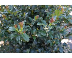 5 x Ilex meserveae 'blue prince' 40-60 cm = haie de 1 mètre