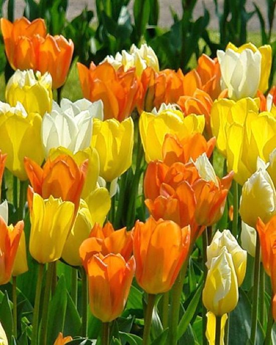 Bloembollen, combinatie van tulpen | bol.com