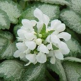 6 x Lamium Maculatum 'White Nancy' - Dovenetel pot 9x9cm - Witbont blad