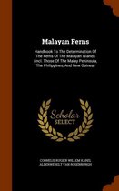 Malayan Ferns